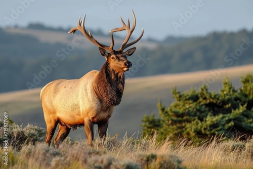 Amidst a lush green field  a majestic elk stands tall with its grand antlers  embodying the untamed beauty of nature s wild creatures