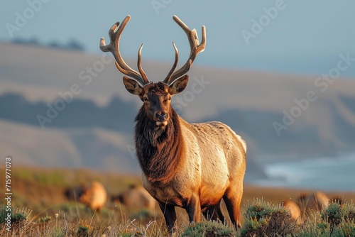 A majestic elk  crowned with impressive antlers  commands the serene field as a symbol of the untamed beauty of nature