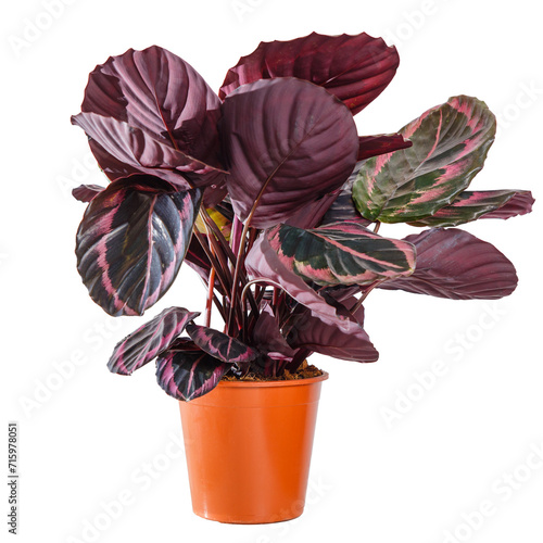 Quadro su tela Calathea Roseopicta Princess Jessie, tropical foliage plant in pot
