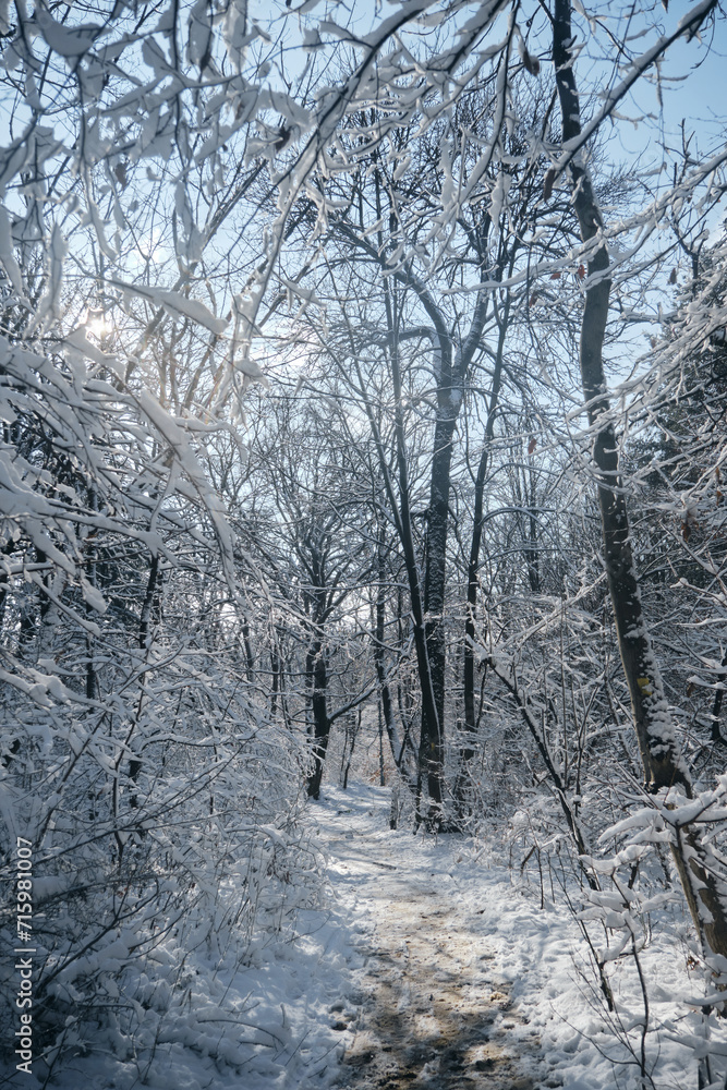 Naklejka premium Beautiful winter snowy forest landscape. A well-trodden path in the park, there are no people. Serbia Belgrade.