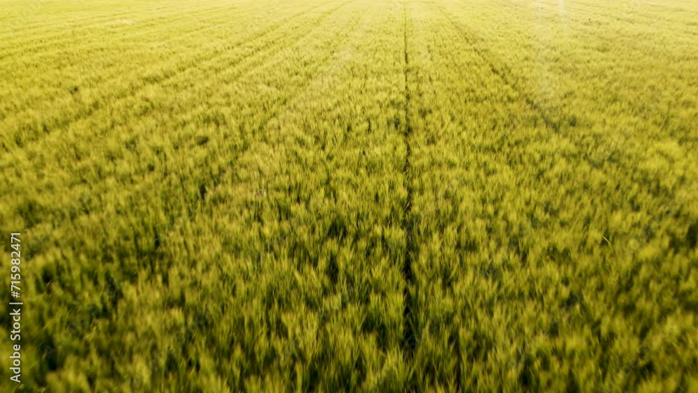 Beautiful view of endless green agricultural field on spring day. Drone flying over wheat field. Beautiful view of endless green agricultural field on spring day. Drone flying over wheat field.