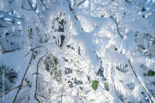 Branches covered in frost, beautiful in nature © YARphotographer