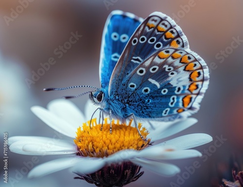 A vibrant blue lycaena butterfly delicately perches on a colorful flower, embodying the intricate beauty and essential role of pollinators in our outdoor world photo