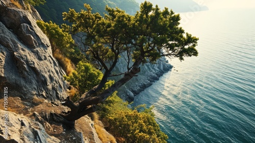A cliff with a tree overlooking the ocean