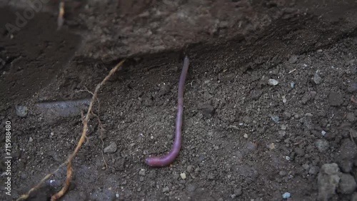 close up of an earth worm on the ground