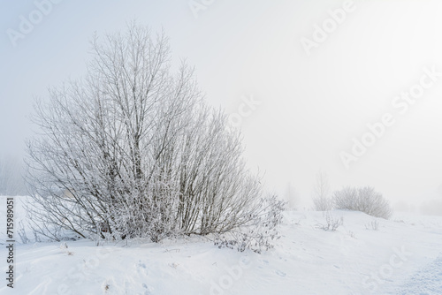 Branches of a tree or shrub are covered with frost. Winter landscape on a frosty day with thick fog and snowfall