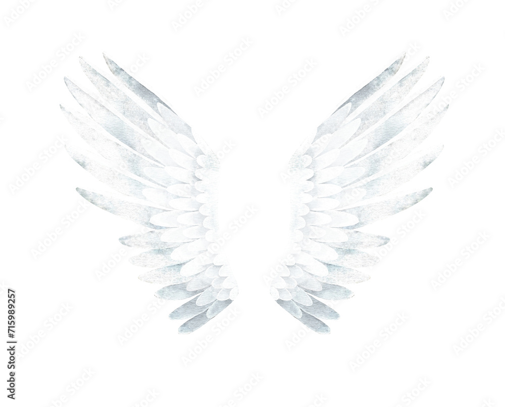 Watercolor illustration of White Swan Wings. Isolated on a white background