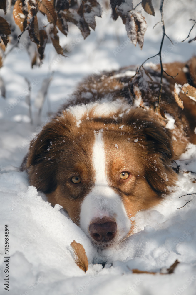Dog in a snowy forest. Pet in the winter nature. Brown Australian shepherd portrait. Aussie red tricolor lies outside and poses basking in the sun.