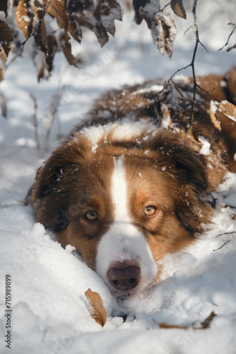 Fototapeta Naklejka Na Ścianę i Meble -  Dog in a snowy forest. Pet in the winter nature. Brown Australian shepherd portrait. Aussie red tricolor lies outside and poses basking in the sun.