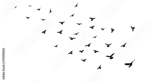 Sketch silhouette of a flock of flying black birds, takeoff, flying, flight, flutter, fly, hover, soar, landing, isolated vector