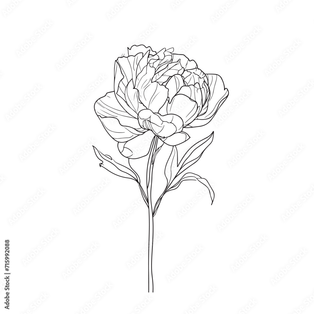 Elegant line drawing of a pretty peony flower. Illustration for invites and cards Elegant line drawing of a pretty peony flower. Illustration for invites and cards