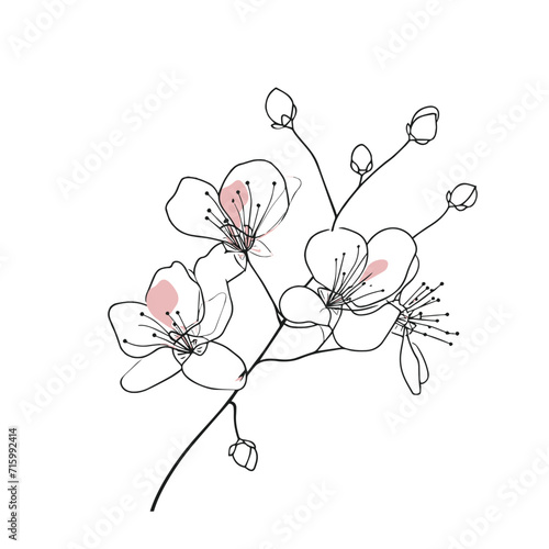 Elegant line drawing of a spring cherry blossom branch. Illustration for invites and cards