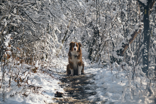 Dog in a snowy forest. Pet in the winter nature. Brown Australian shepherd portrait. Aussie red tricolor sits outside and poses.