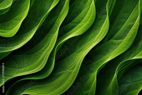 Close Up of a Green Leafy Plant