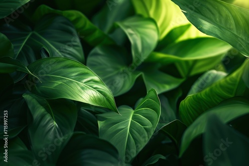 Close-up of Green Leafy Plant