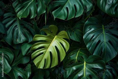 Close Up of Leafy Plant