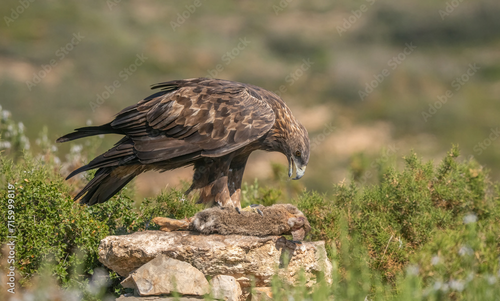 Fototapeta premium the majestic golden eagle with her prey, a wild rabbit