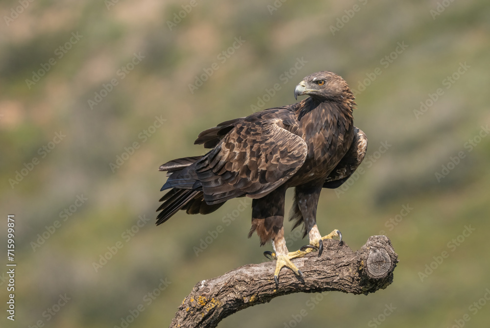 the majestic golden eagle on the trunk the majestic golden eagle on the trunk