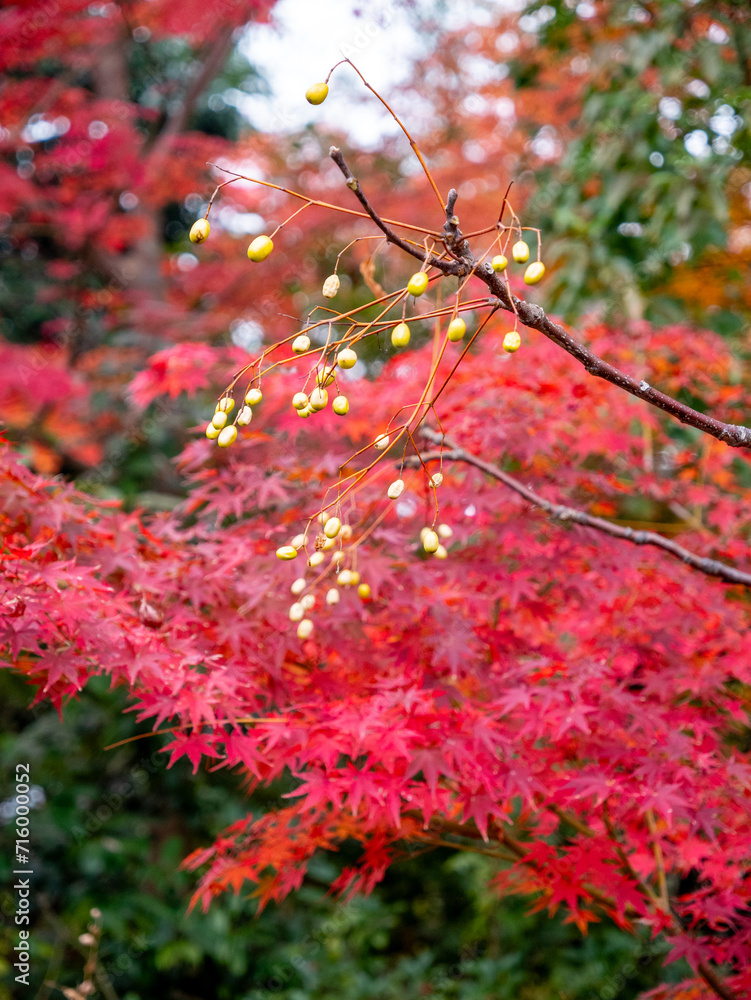 Beautiful autumnal maple foliage in the Isuien Garden in Nara Japan Beautiful autumnal maple foliage in the Isuien Garden in Nara Japan