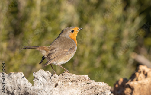 The european robin on the branch 