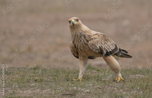 the majestic spanish imperial eagle 