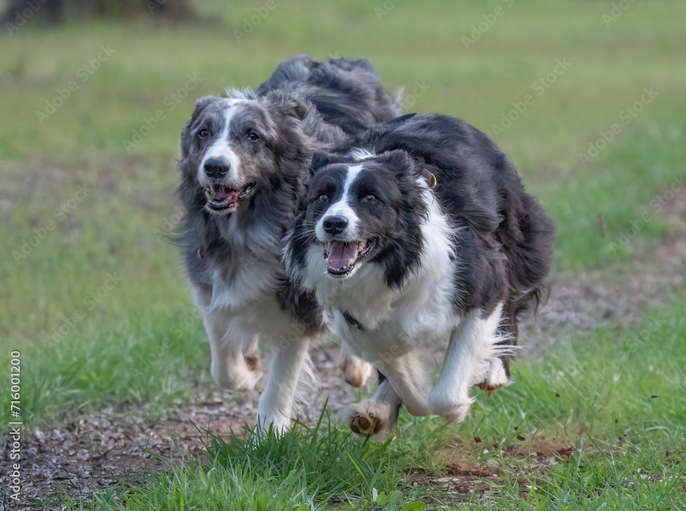 The border collies in action in the field The border collies in action in the field
