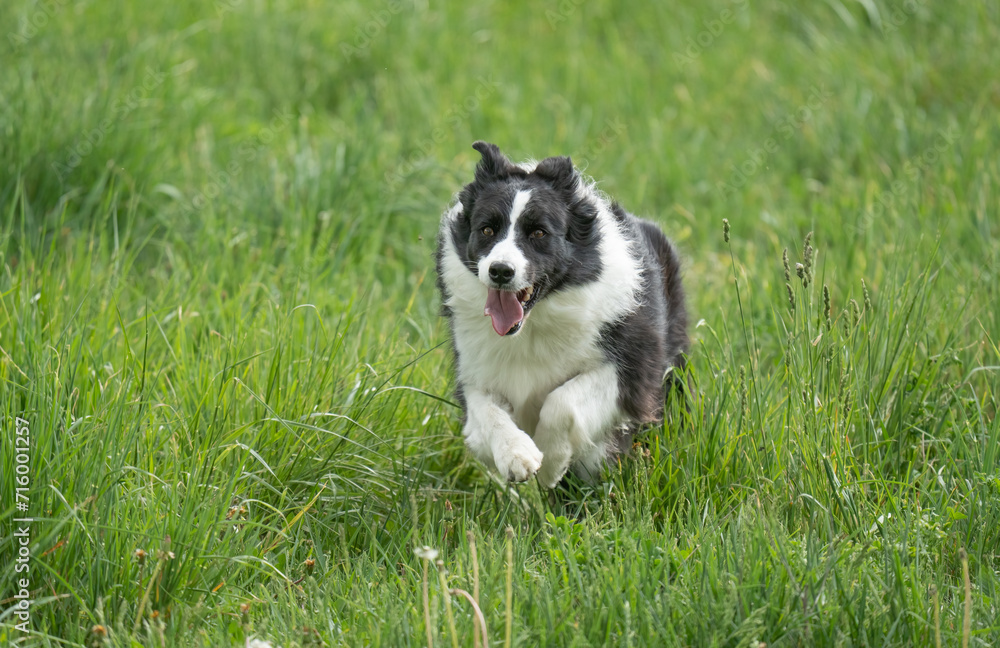 The border collie in action in the field	