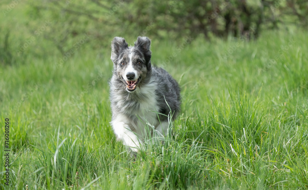 The border collie in action in the field The border collie in action in the field