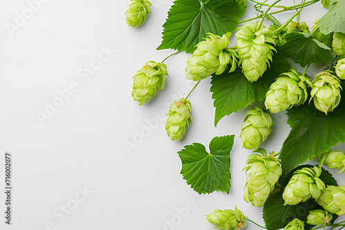 Fresh green hops and leaves on white background
 photo