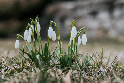 spring snowdrops in the grass © indars18