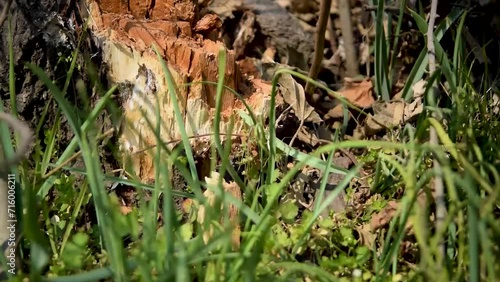 person picking up wood pieces