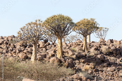 Nice landscape with quiver tree photo