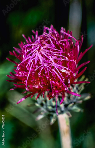 Red Cirsium Thistle Flower in Summer