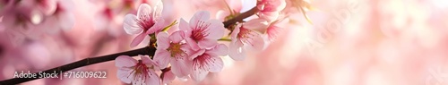 Spring Awakening: Vibrant Cherry Blossoms Adorning a Soft Pink Banner for Fresh Beginnings
