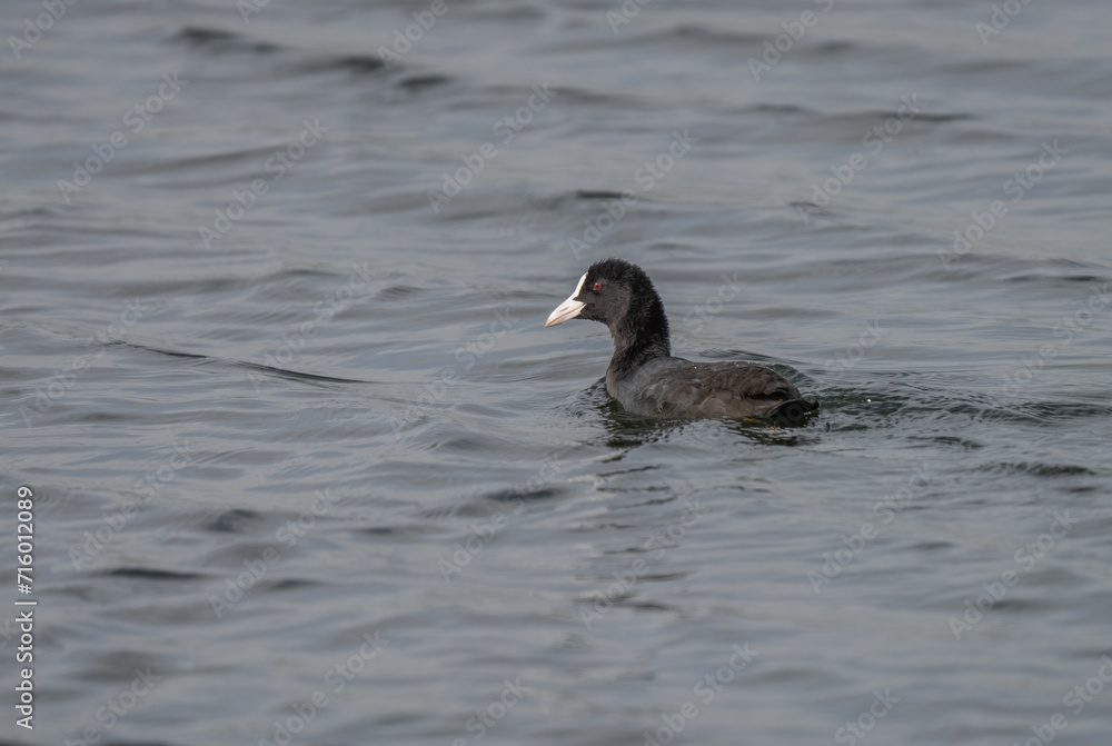Eurasian coot swimming in the lagoon Eurasian coot swimming in the lagoon