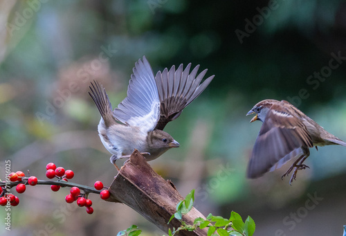 The fights, positions and attitudes of the sparrows in flight are spectacular! © AGUS