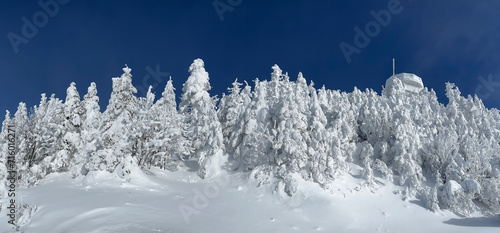Mont Tremblant snowy frozen forest at summit