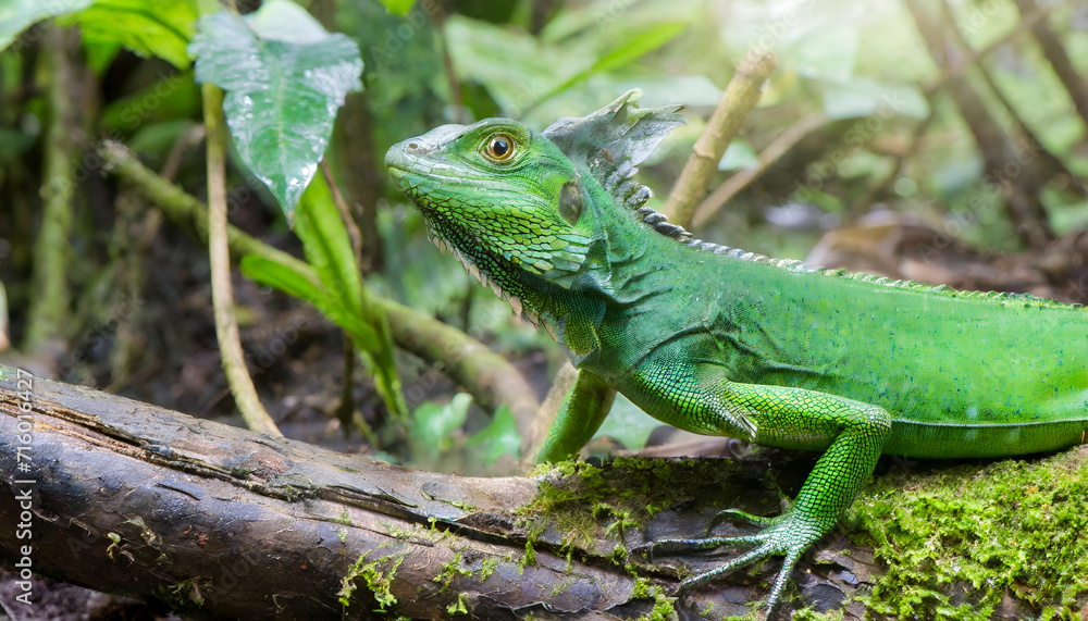 Green iguana in tropical jungle close up. Green iguana in tropical jungle close up.