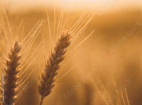 Countryside field background  wheat leaves macro photography