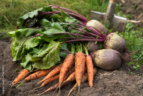 Wallpaper Mural Autumn harvest of fresh raw carrot and beetroot with shovel on soil ground in garden closeup. Harvesting organic eco bio vegetables Torontodigital.ca