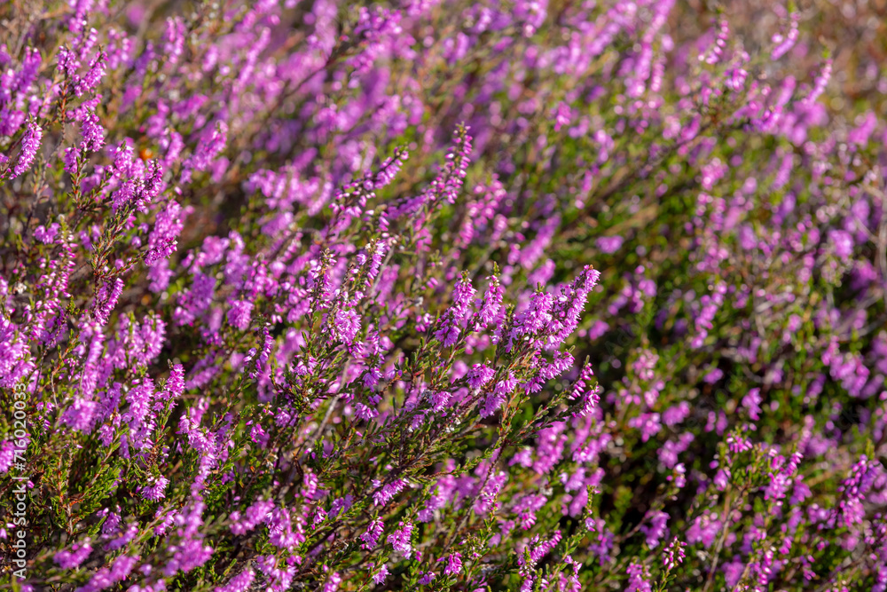 Fototapeta premium Selective focus of purple flowers in the filed, Calluna vulgaris (heath, ling or simply heather) is the sole species in the genus Calluna, Flowering plant family Ericaceae, Nature floral background.