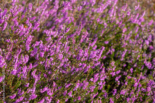 Selective focus of purple flowers in the filed, Calluna vulgaris (heath, ling or simply heather) is the sole species in the genus Calluna, Flowering plant family Ericaceae, Nature floral background. © Sarawut