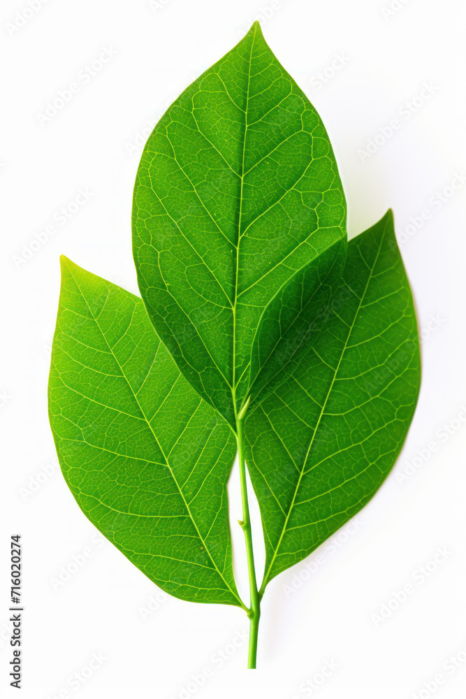 Translucent green leaf isolated on white Translucent green leaf isolated on white