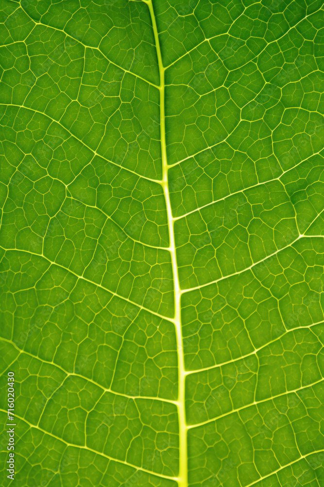 Translucent green leaf, macro, texture, background Translucent green leaf, macro, texture, background