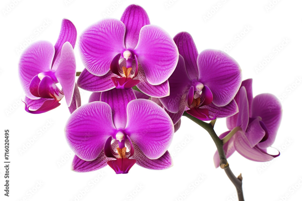 Branch of blooming orchid isolated on white background Branch of blooming orchid isolated on white background