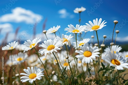 A beautiful sunny spring or summer meadow. Natural colorful panoramic landscape with many wild flowers of daisies against blue sky