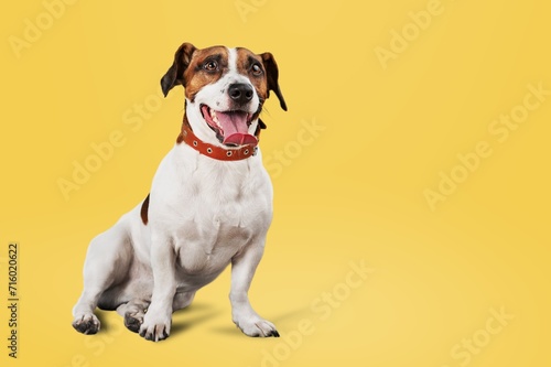 Portrait of cute happy funny dog pet