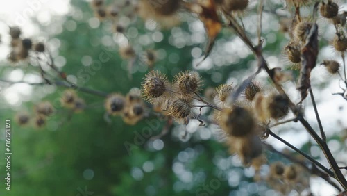 Closeup on common burdock branch with green background photo