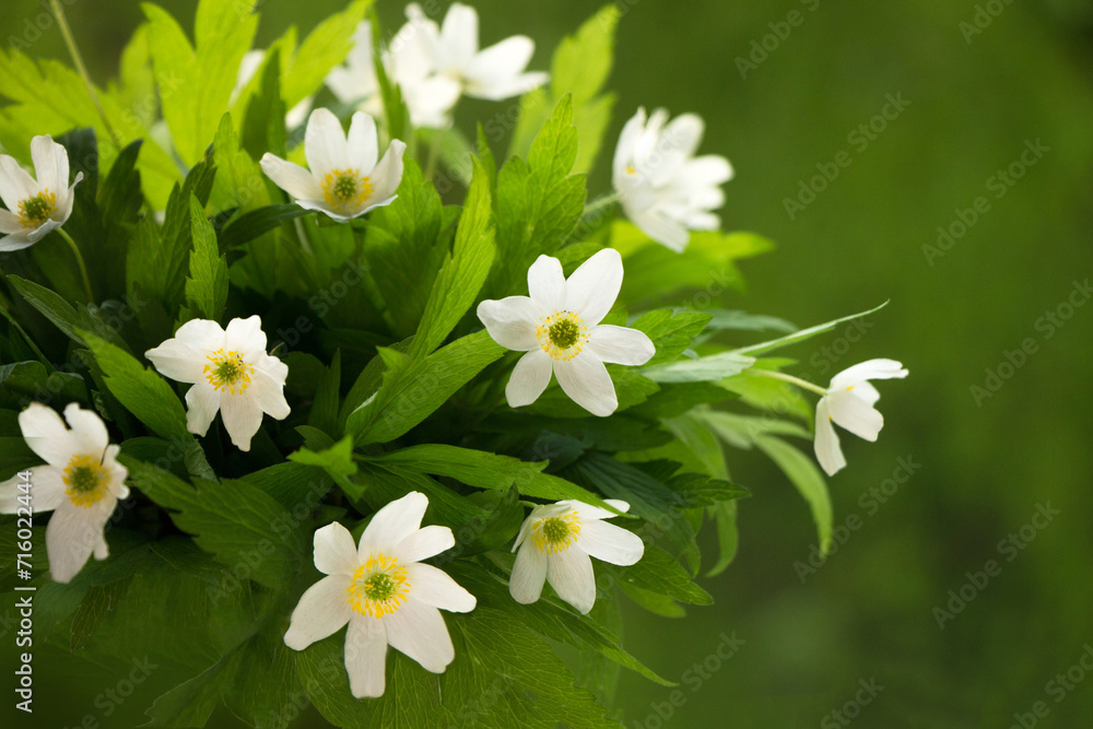 Spring forestWhite anemone flowers in forest Spring forestWhite anemone flowers in forest