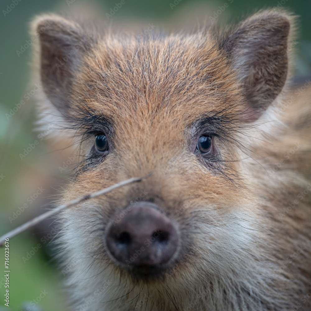 Fototapeta premium wild baby boar